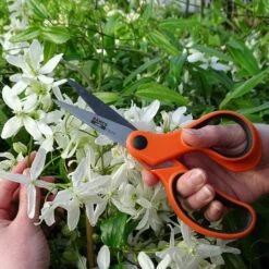 Ciseaux à Fleurs Bahco Lames 7,5 Cm -Promesse De Fleurs Ciseaux a fleurs Bahco lames 7 5 cm copyright 91103 2