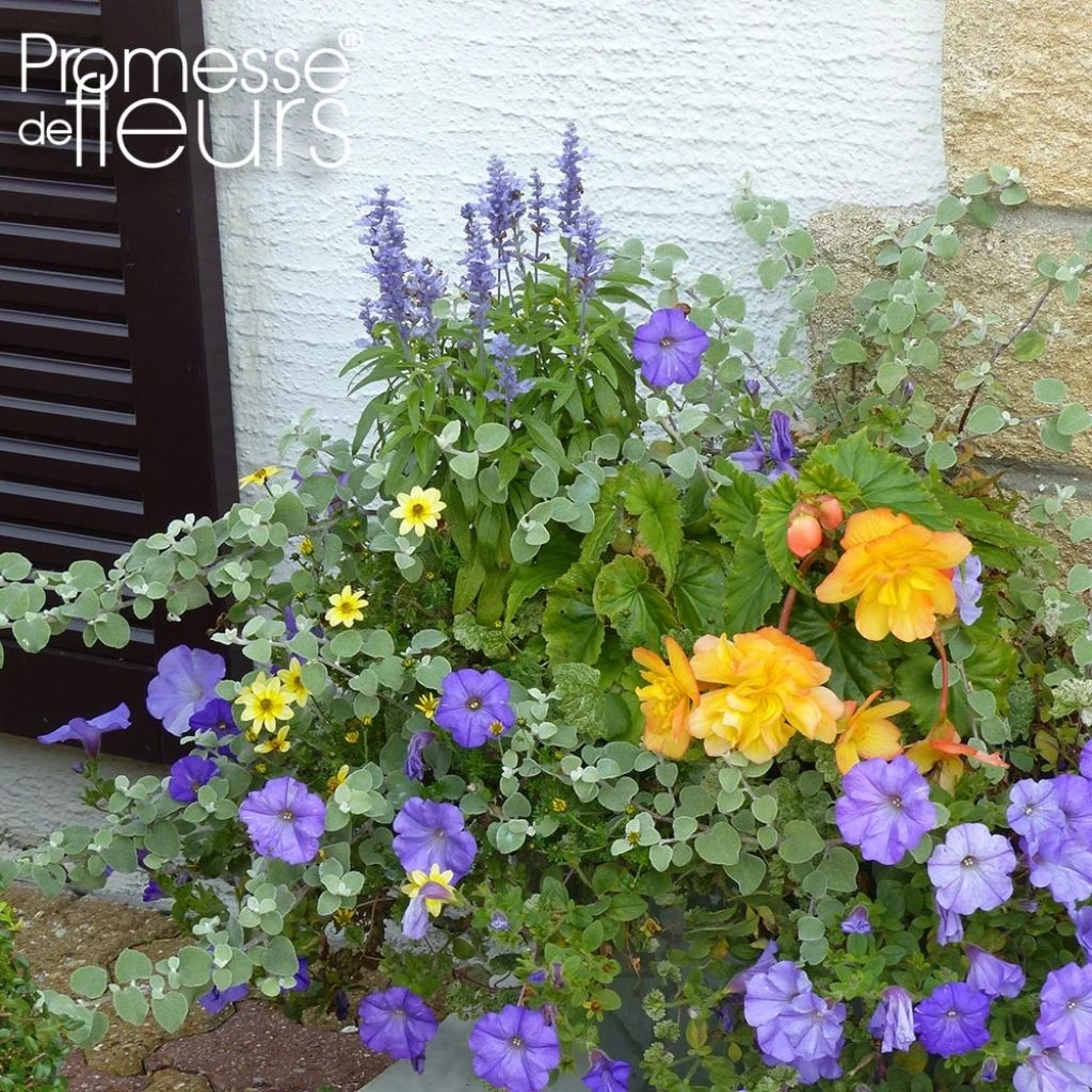 Collection Jardinière Ocre-Bleu - 5 Annuelles à Floraisons Bleues Et Ocres 1 Collection Jardinière Ocre-Bleu - 5 Annuelles à Floraisons Bleues Et Ocres