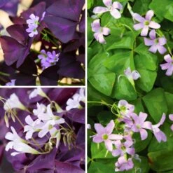 Collection Oxalis D'été