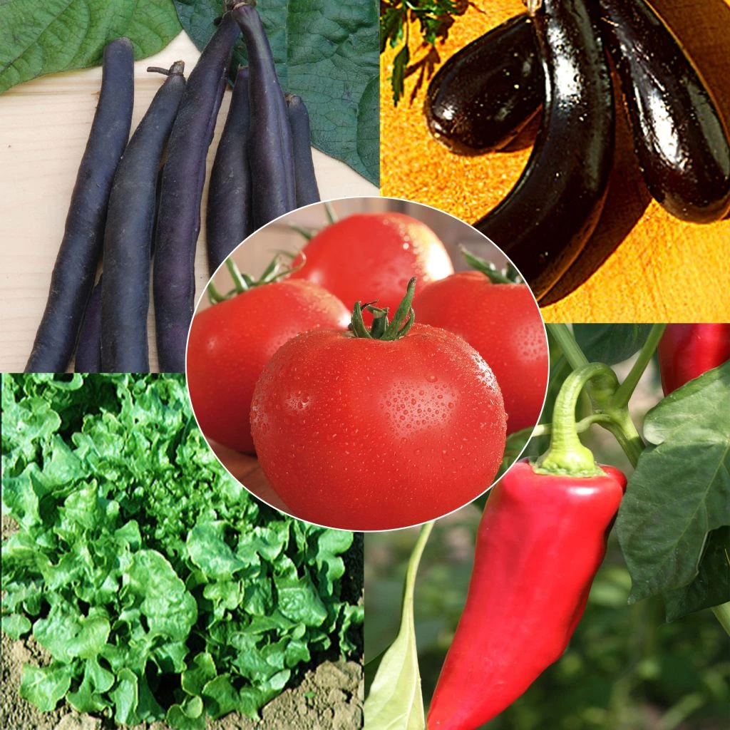 Collection Panier Bio - 5 Sachets De Graines AB 1 Collection Panier Bio - 5 Sachets De Graines AB