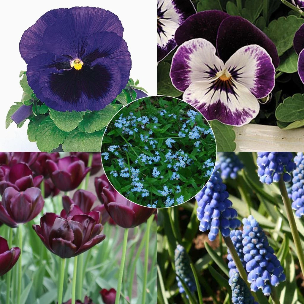 Collection Printemps Bleu Nuit 3 Collection Printemps Bleu Nuit – Image 3