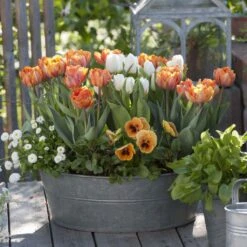 Collection Orange Vitamine