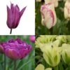Collection Tulipes Bucoliques