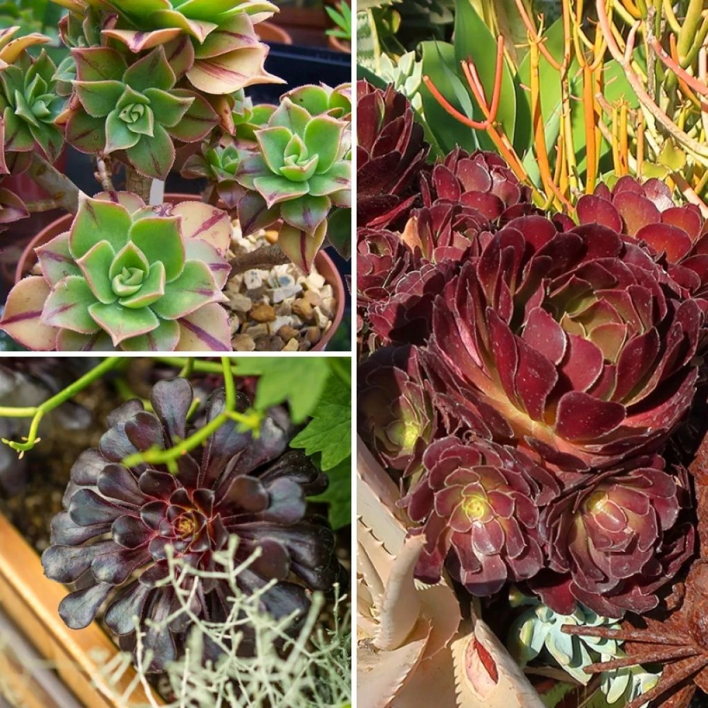 Collection Aeoniums 1 Collection Aeoniums