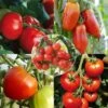 Collection De 5 Tomates Bio En Plants