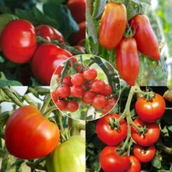 Collection De 5 Tomates Bio En Plants