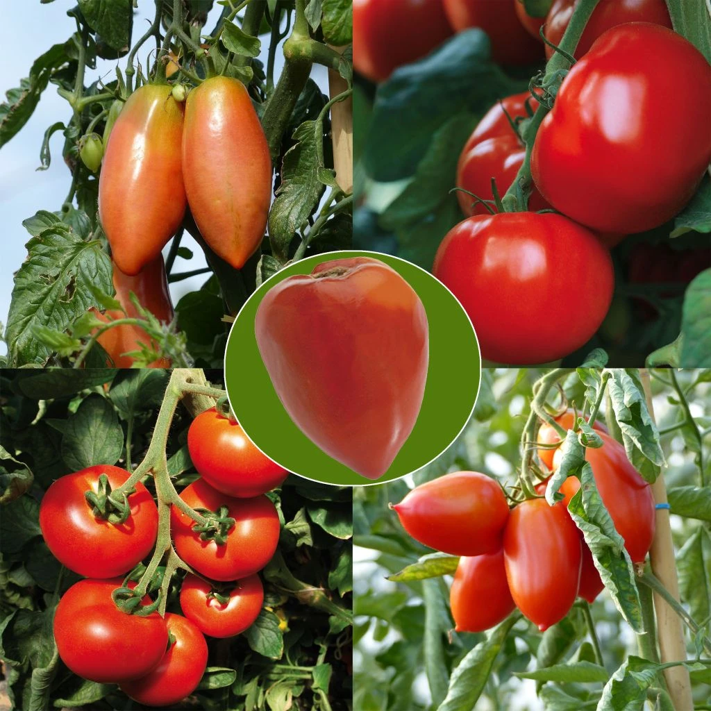 Collection De 5 Tomates En Plants GREFFES 1 Collection De 5 Tomates En Plants GREFFES