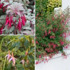 Collection De Fuchsias Arbustifs Rustiques