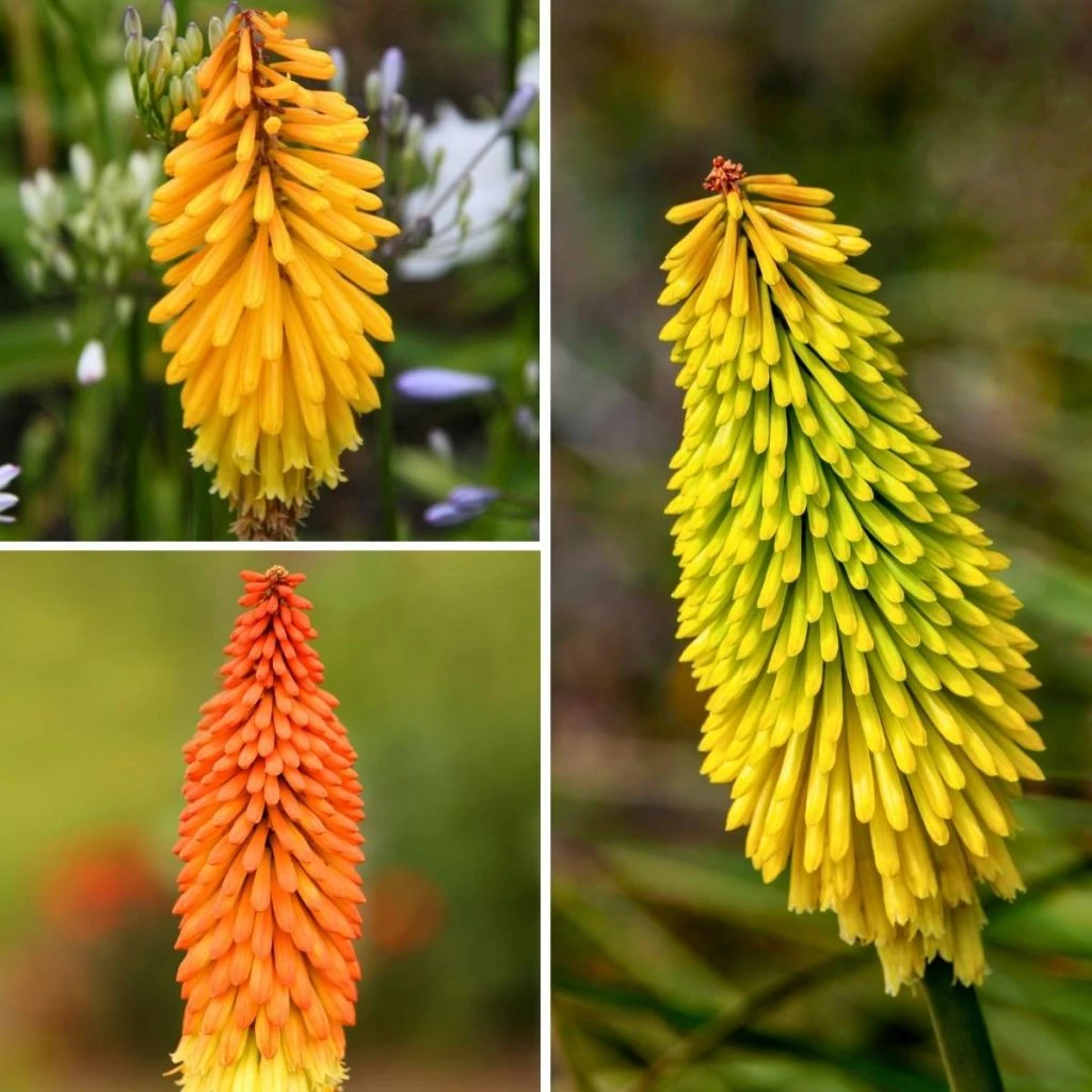 Collection Kniphofias 1 Collection Kniphofias