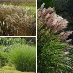 Collection Miscanthus
