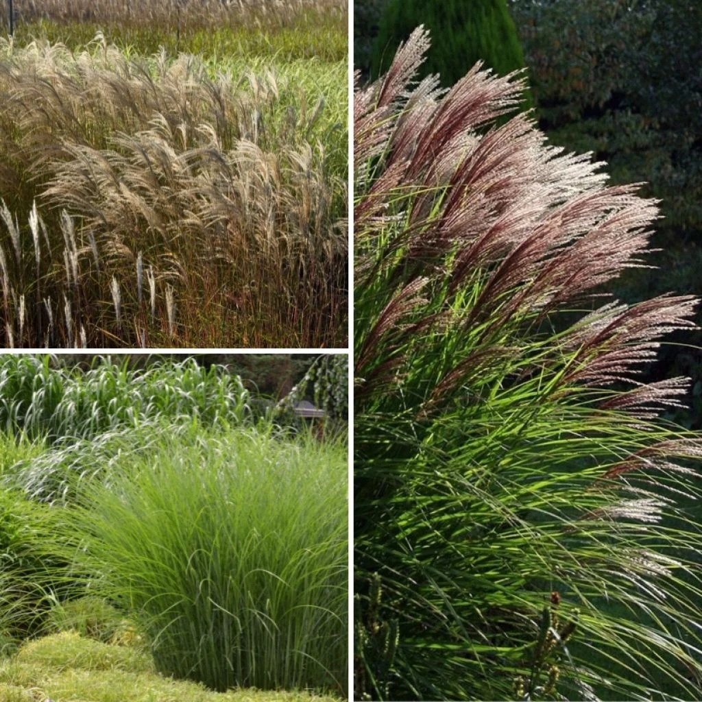 Collection Miscanthus 1 Collection Miscanthus