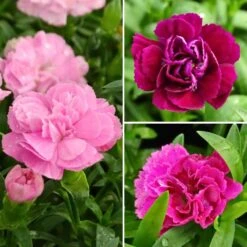 Collection Oeillets Doubles Vivaces Parfumés