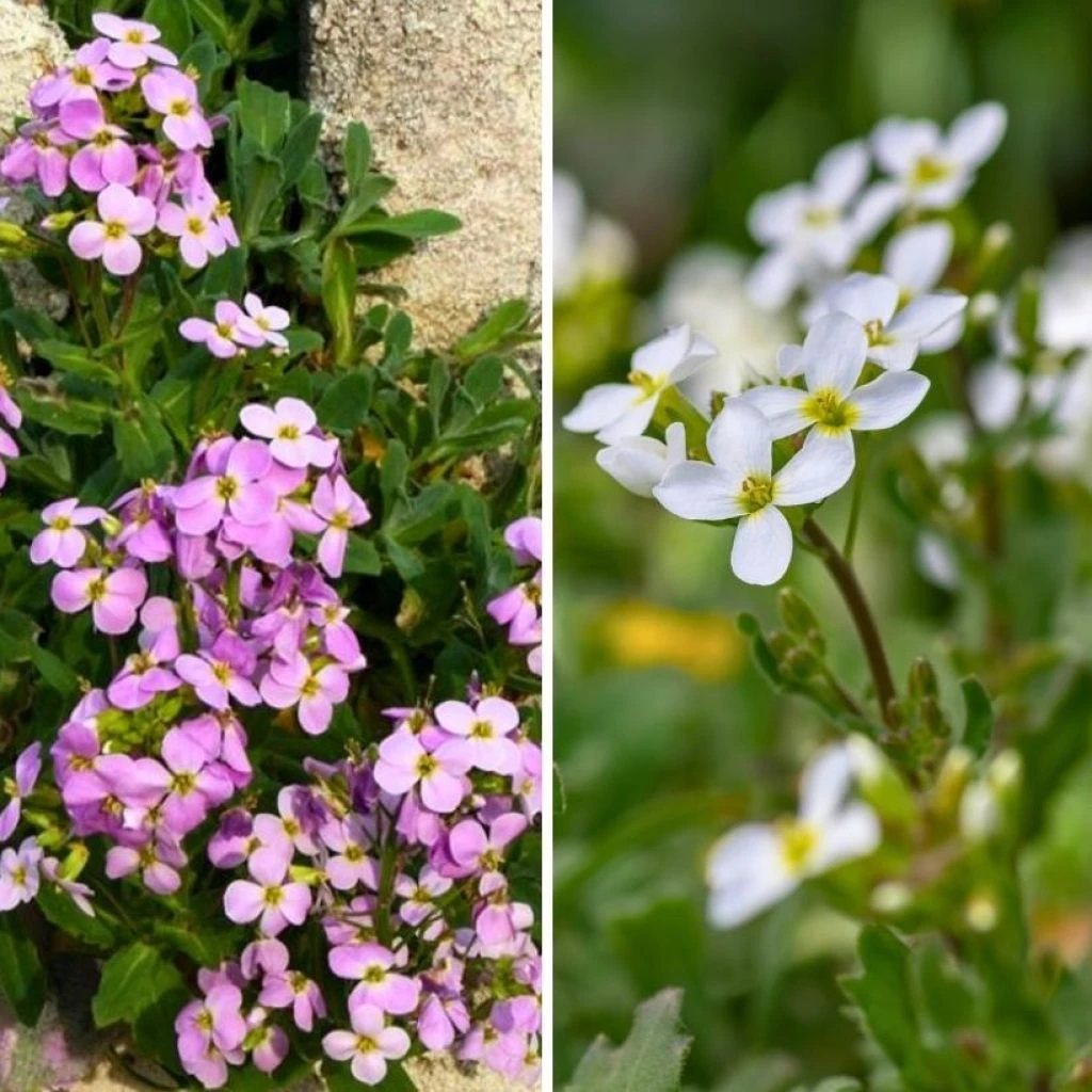 Duo Arabis Caucasica Rose Et Blanc Pour Rocaille 1 Duo Arabis Caucasica Rose Et Blanc Pour Rocaille