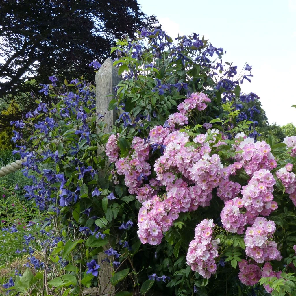 Duo Pour Haies - Duo De Rosier Et Clématite 1 Duo Pour Haies - Duo De Rosier Et Clématite