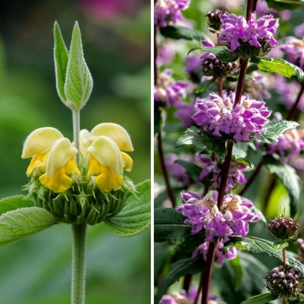 Duo De Phlomis 1 Duo De Phlomis
