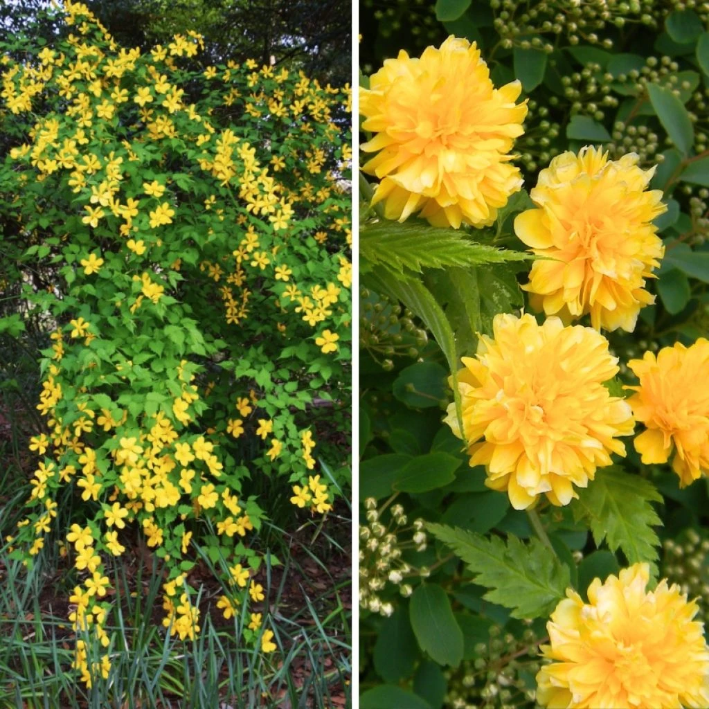 Duo Kerrias - Corête Du Japon 1 Duo Kerrias - Corête Du Japon