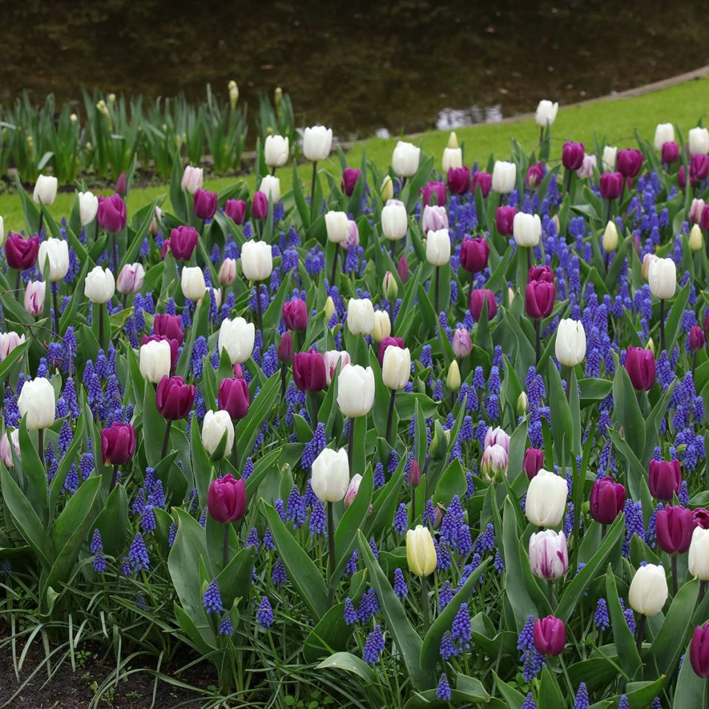 Inspiration Bulbes De Printemps Crépuscule 2 Inspiration Bulbes De Printemps Crépuscule – Image 2