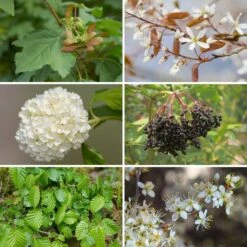 Kit Haie Champêtre Eco 2