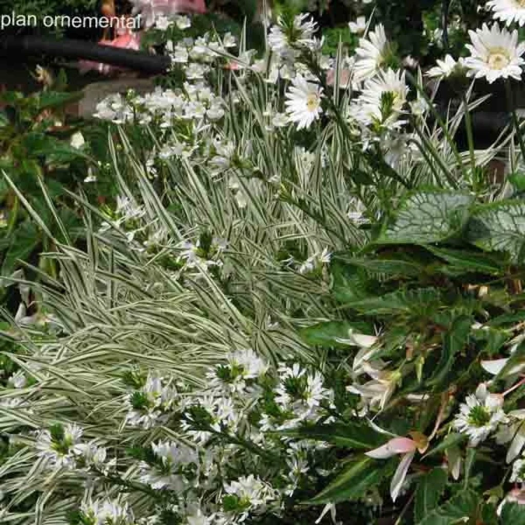 Collection Massif Blanc 1 Collection Massif Blanc