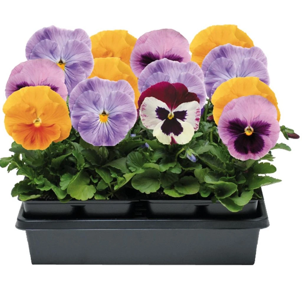 Collection De 5 Pensées Matrix Épices Mix Mini-mottes 2 Collection De 5 Pensées Matrix Épices Mix Mini-mottes – Image 2