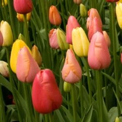 Promesse De Fleurs -Promesse De Fleurs Tulipe Harmonie Tutti Frutti 63740 2