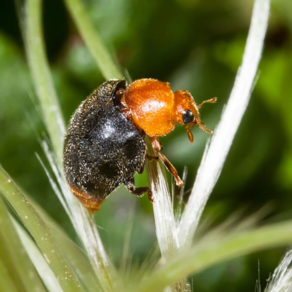Adultes De Coccinelle Cryptolaemus Montrouzieri Contre Les Cochenilles Boîte De 25 1 Adultes De Coccinelle Cryptolaemus Montrouzieri Contre Les Cochenilles Boîte De 25