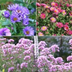 Collection 3 Asters Novae-angliae - Grands Asters D'automne