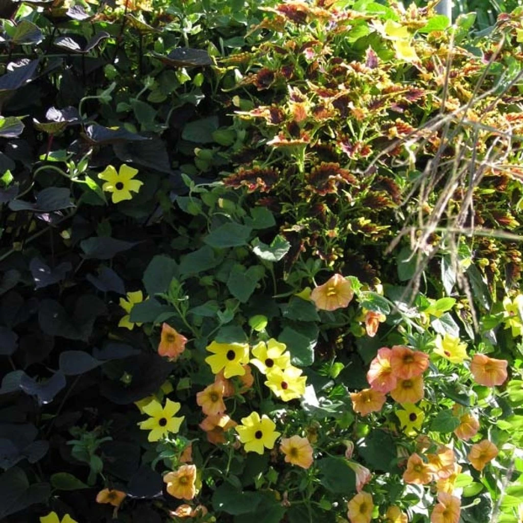 Collection Coucher De Soleil 1 Collection Coucher De Soleil