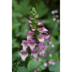 Collection De 3 Digiplexis Illumination - Digitalis Hybrides -Promesse De Fleurs collection de 3 digiplexis illumination digitalis hybrides PC guilliou 1 1