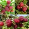 Collection De 3 Framboisiers Pour Une Récolte étalée