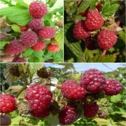 Collection De 3 Framboisiers Pour Une Récolte étalée