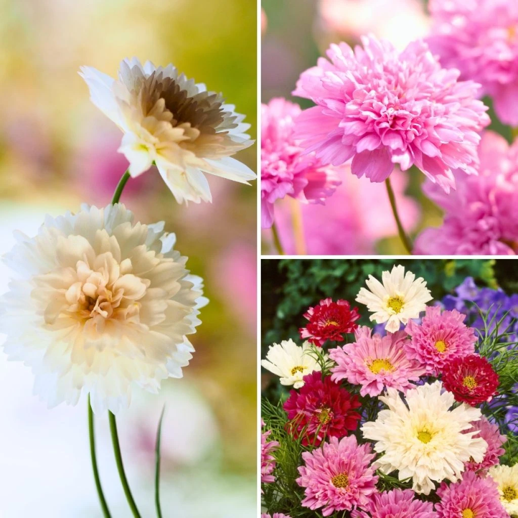 Collection Graines De 3 Cosmos Doubles 1 Collection Graines De 3 Cosmos Doubles