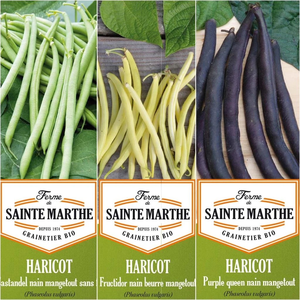Collection De 3 Haricots Colorés Et Productifs BIO - Ferme De Sainte-Marthe 1 Collection De 3 Haricots Colorés Et Productifs BIO - Ferme De Sainte-Marthe