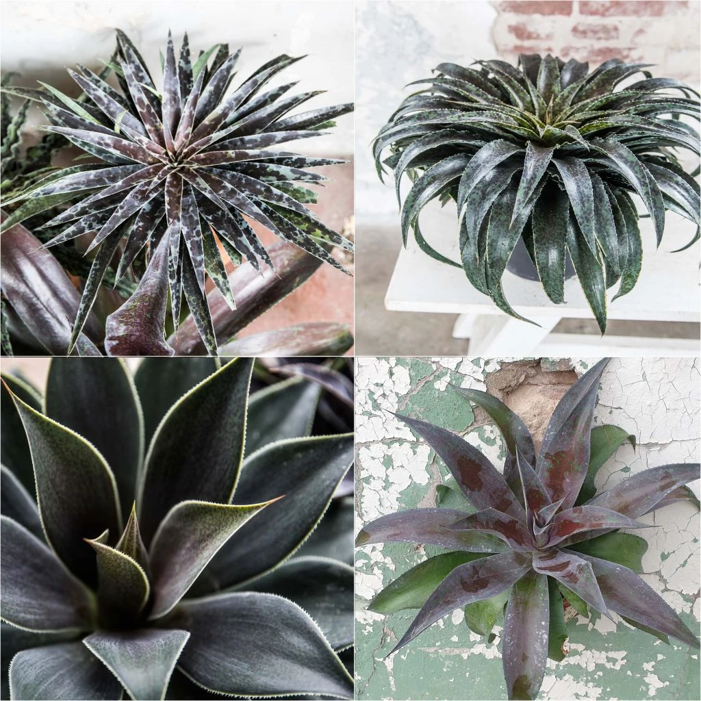 Collection De 4 Mangaves 1 Collection De 4 Mangaves