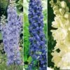 Collection De 6 Delphiniums Pacific