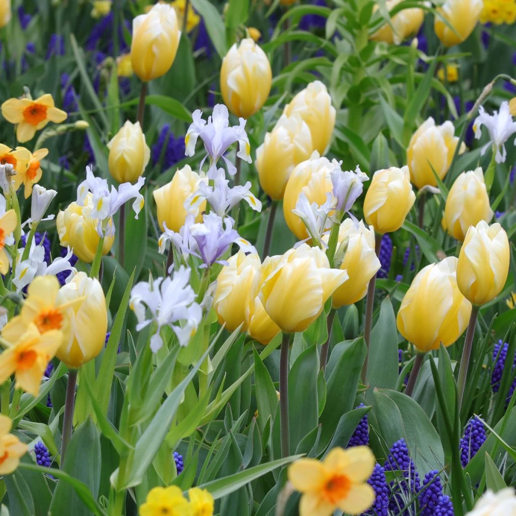 Collection Harmonie Contrastée 2 Collection Harmonie Contrastée – Image 2