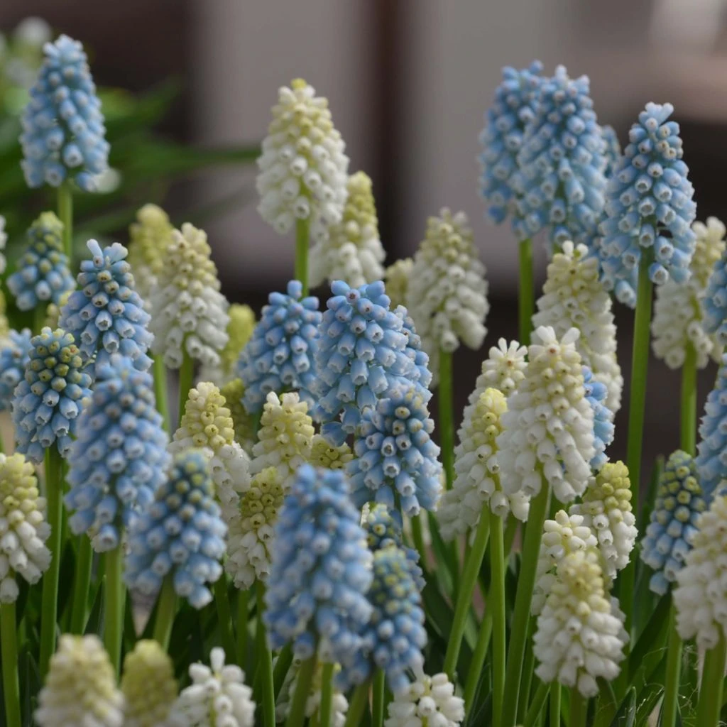 Collection Muscari Magic 1 Collection Muscari Magic
