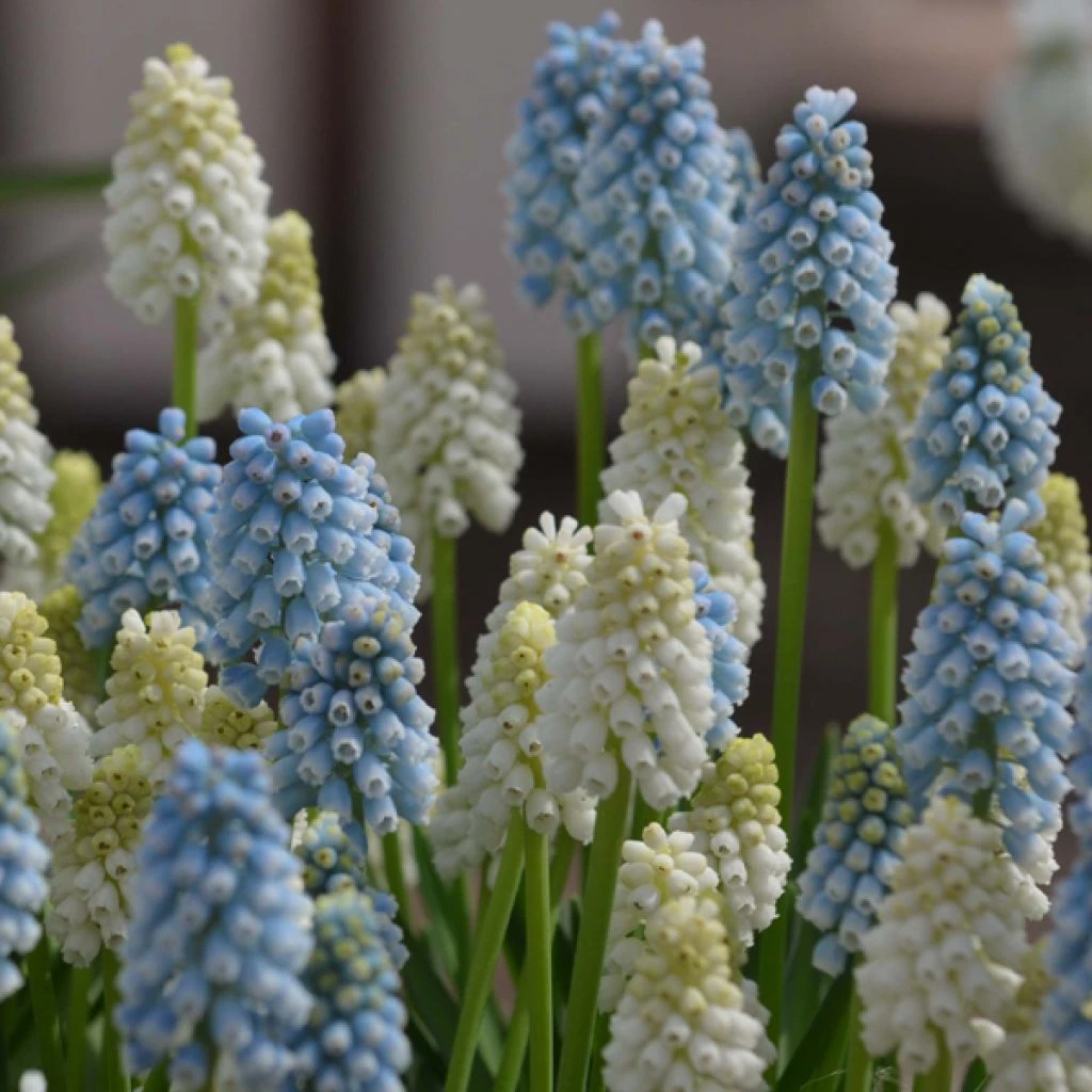 Collection Muscari Magic 2 Collection Muscari Magic – Image 2