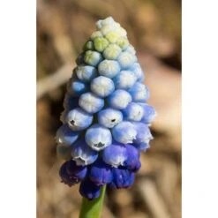 Collection Muscari Magic 9 Collection Muscari Magic -Promesse De Fleurs collection muscari magic PC georget 1 1