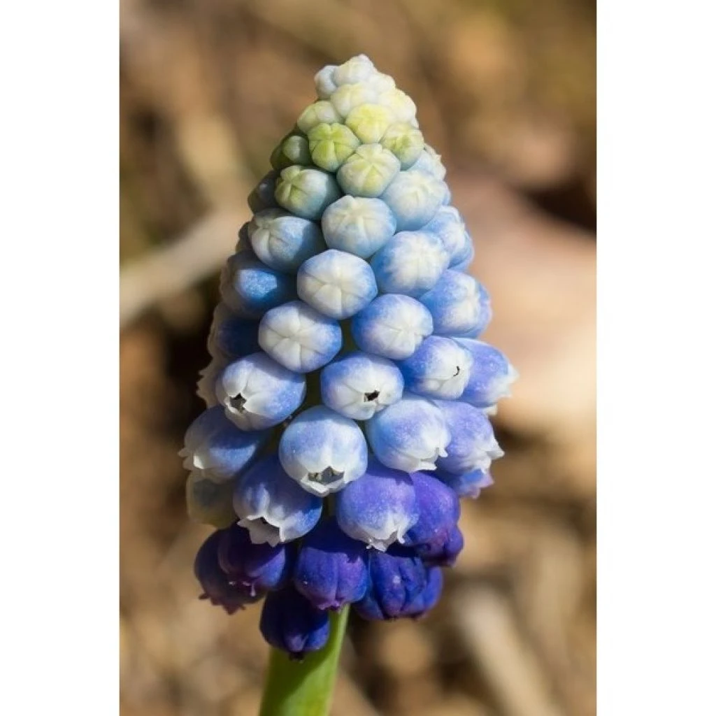 Collection Muscari Magic 5 Collection Muscari Magic – Image 5