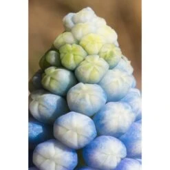 Collection Muscari Magic 7 Collection Muscari Magic -Promesse De Fleurs collection muscari magic PC georget 2 1