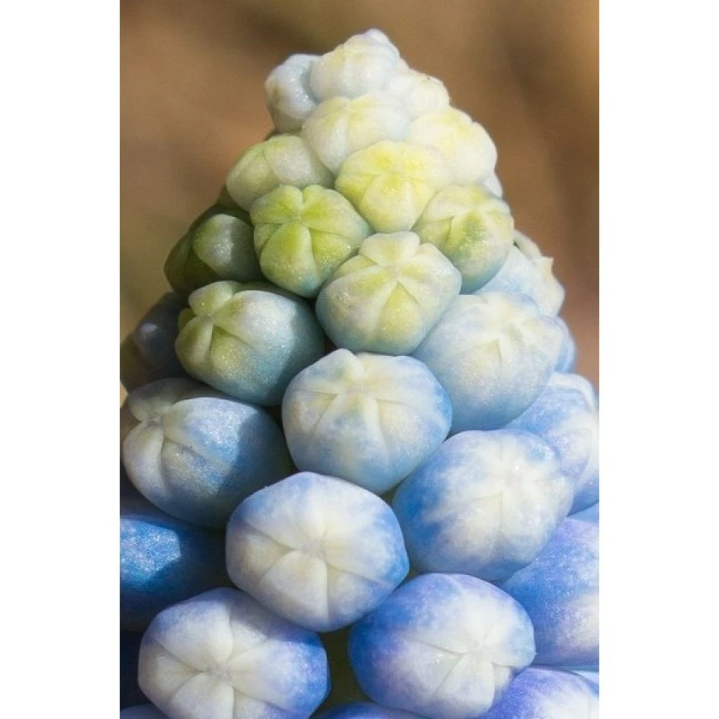 Collection Muscari Magic 3 Collection Muscari Magic – Image 3