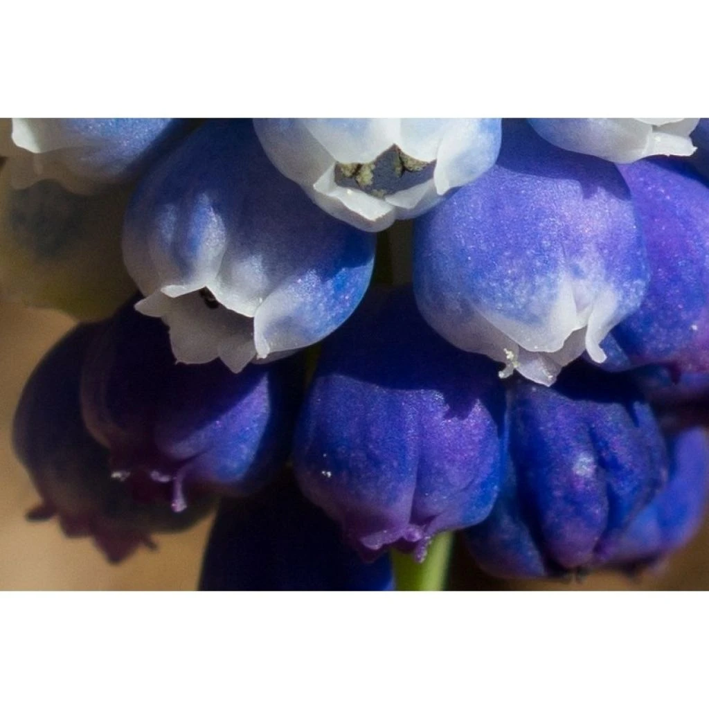 Collection Muscari Magic 4 Collection Muscari Magic – Image 4