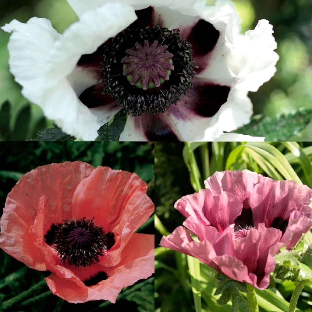 Collection 3 Pavots D'Orient Victoria Louise, Perry's White, Patty's Plum 1 Collection 3 Pavots D'Orient Victoria Louise, Perry's White, Patty's Plum