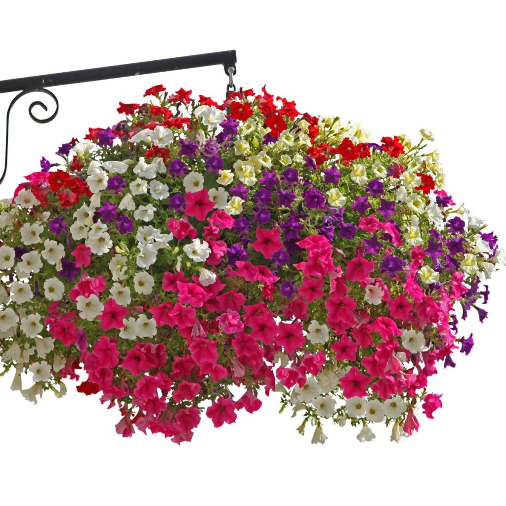 Collection 5 Pétunias Surfinia Simples 1 Collection 5 Pétunias Surfinia Simples