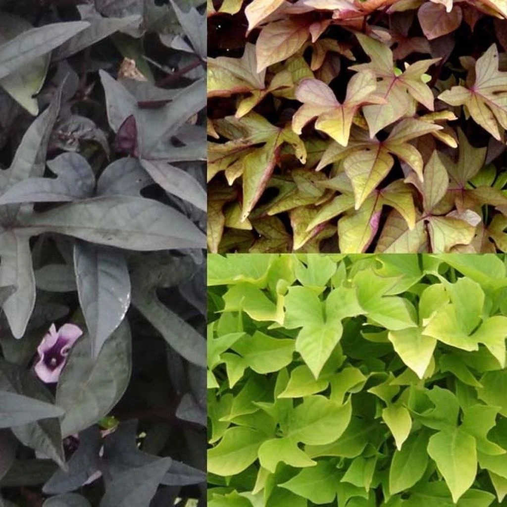 Collection De 3 Ipomées Sweet Caroline 1 Collection De 3 Ipomées Sweet Caroline