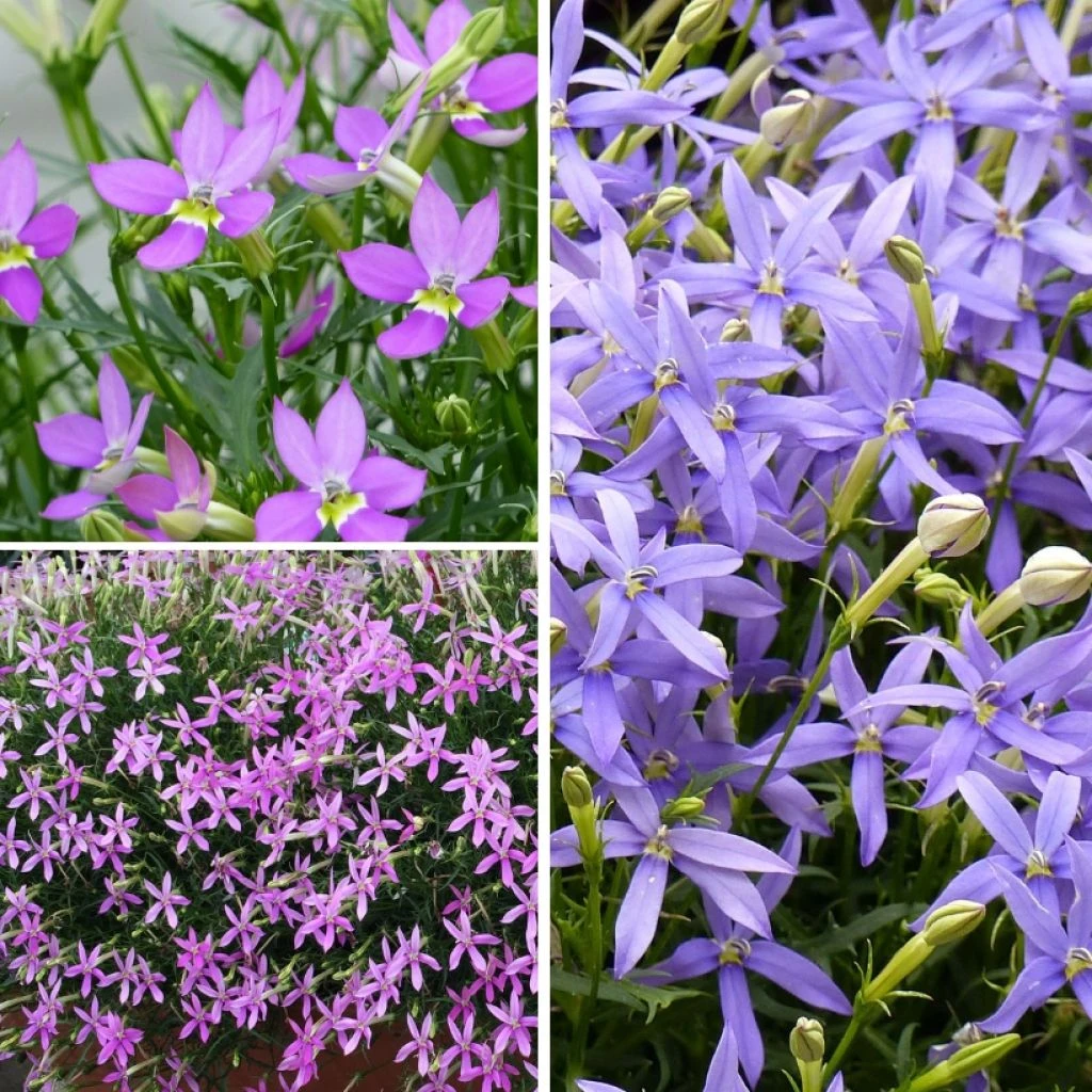 Collection 3 Laurentias Ou Isotoma 1 Collection 3 Laurentias Ou Isotoma