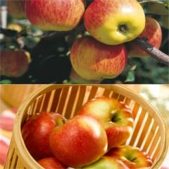 Duo Pollinisateur De Pommes De Table Delbard à Récolte étalée