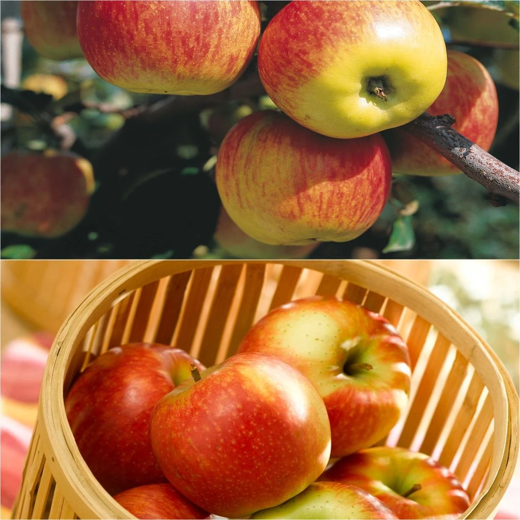 Duo Pollinisateur De Pommes De Table Delbard à Récolte étalée 1 Duo Pollinisateur De Pommes De Table Delbard à Récolte étalée