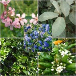 Haie Régionale Pour La Bretagne, Aquitaine Littorales Et Cote D'Azur En Kit De 5m